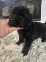 ZUES, a male Newfoundland for sale in Tilton, IL – Photo 5 of 10