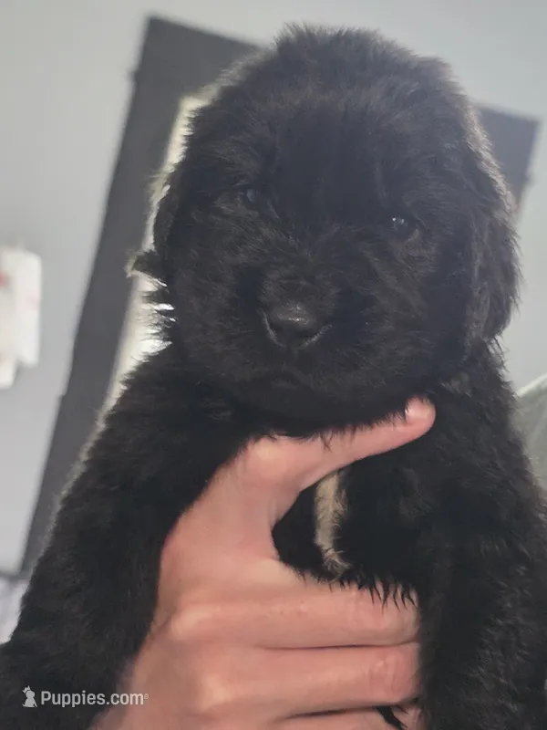 Midnight  – Newfoundland puppy for sale in Tilton, IL