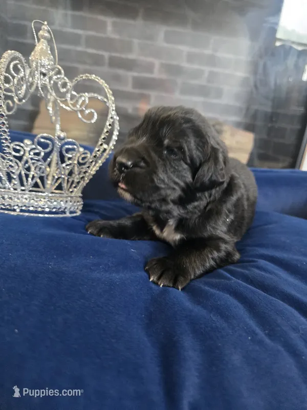 Josie – Newfoundland puppy for sale in Tilton, IL