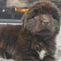 WINNIE, a female Newfoundland for sale in Tilton, IL – Photo 2 of 10