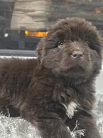 WINNIE, a female Newfoundland for sale in Tilton, IL – Photo 2 of 10