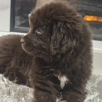 WINNIE, a female Newfoundland for sale in Tilton, IL – Photo 5 of 10