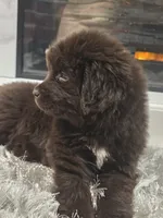 WINNIE, a female Newfoundland for sale in Tilton, IL – Photo 5 of 10