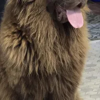 WINNIE, a female Newfoundland for sale in Tilton, IL – Photo 10 of 10