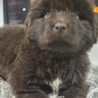 WINNIE, a female Newfoundland for sale in Tilton, IL – Photo 1 of 10