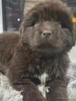 WINNIE, a female Newfoundland for sale in Tilton, IL – Photo 1 of 10
