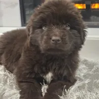 WINNIE, a female Newfoundland for sale in Tilton, IL – Photo 3 of 10