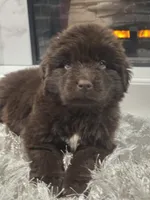 WINNIE, a female Newfoundland for sale in Tilton, IL – Photo 3 of 10