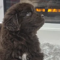 WINNIE, a female Newfoundland for sale in Tilton, IL – Photo 8 of 10