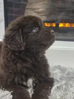 WINNIE, a female Newfoundland for sale in Tilton, IL – Photo 8 of 10