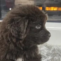 WINNIE, a female Newfoundland for sale in Tilton, IL – Photo 4 of 10