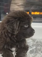 WINNIE, a female Newfoundland for sale in Tilton, IL – Photo 4 of 10