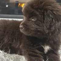 WINNIE, a female Newfoundland for sale in Tilton, IL – Photo 7 of 10