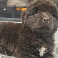 WINNIE, a female Newfoundland for sale in Tilton, IL – Photo 6 of 10