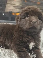 WINNIE, a female Newfoundland for sale in Tilton, IL – Photo 6 of 10