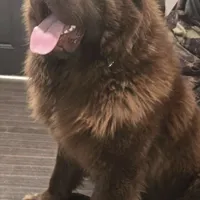 WINNIE, a female Newfoundland for sale in Tilton, IL – Photo 9 of 10