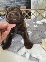 BRUNO, a male Newfoundland for sale in Tilton, IL – Photo 5 of 10