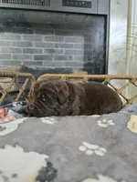 BRUNO, a male Newfoundland for sale in Tilton, IL – Photo 8 of 10