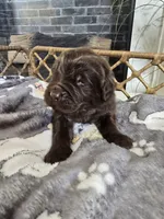 BRUNO, a male Newfoundland for sale in Tilton, IL – Photo 7 of 10