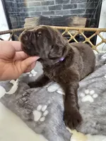 BRUNO, a male Newfoundland for sale in Tilton, IL – Photo 2 of 10