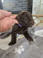 BRUNO, a male Newfoundland for sale in Tilton, IL – Photo 4 of 10