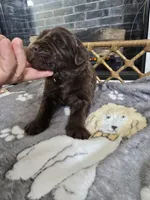BRUNO, a male Newfoundland for sale in Tilton, IL – Photo 6 of 10