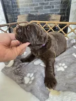 BRUNO, a male Newfoundland for sale in Tilton, IL – Photo 3 of 10