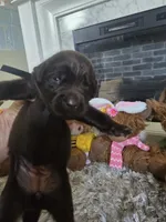 BAILEY , a female Newfoundland for sale in Tilton, IL – 9 of 10