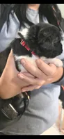 Nobara, a female Newfoundland for sale in Tilton, IL – 5 of 5