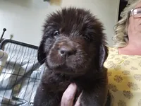 Maddie , a female Newfoundland for sale in Tilton, IL – 2 of 10