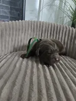 KODIAK, a male Newfoundland for sale in Tilton, IL – Photo 6 of 10