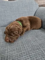 KODIAK, a male Newfoundland for sale in Tilton, IL – Photo 5 of 10