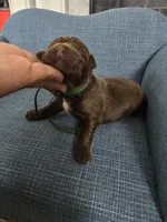 KODIAK, a male Newfoundland for sale in Tilton, IL – Photo 3 of 10