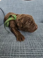 KODIAK, a male Newfoundland for sale in Tilton, IL – Photo 1 of 10