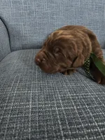 KODIAK, a male Newfoundland for sale in Tilton, IL – Photo 2 of 10