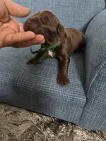 KODIAK, a male Newfoundland for sale in Tilton, IL – Photo 7 of 10