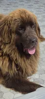 BAILEY , a female Newfoundland for sale in Tilton, IL – 4 of 10