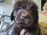 Maddie , a female Newfoundland for sale in Tilton, IL – 1 of 10