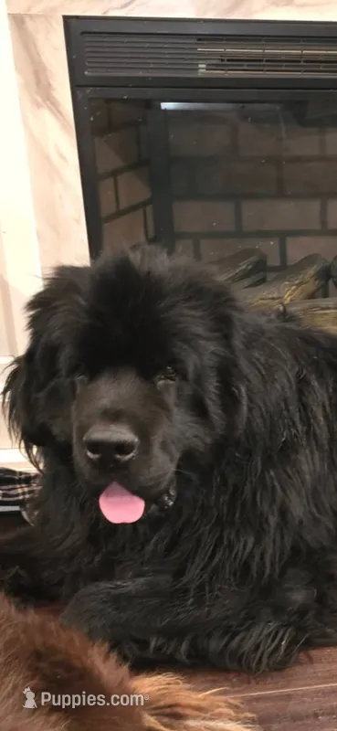Midnight  – Newfoundland puppy for sale in Tilton, IL