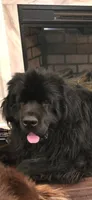 Nobara, a female Newfoundland for sale in Tilton, IL – 5 of 10