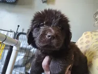 Maddie , a female Newfoundland for sale in Tilton, IL – 3 of 10