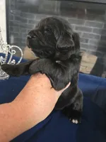 Josie, a female Newfoundland for sale in Tilton, IL – 3 of 10
