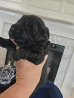 Josie, a female Newfoundland for sale in Tilton, IL – 2 of 10