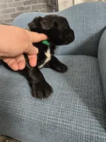 BALOO, a male Newfoundland for sale in Tilton, IL – Photo 3 of 10