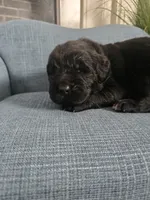 BALOO, a male Newfoundland for sale in Tilton, IL – Photo 2 of 10