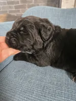 BALOO, a male Newfoundland for sale in Tilton, IL – Photo 10 of 10