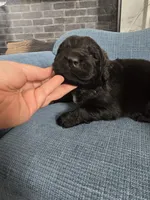 BALOO, a male Newfoundland for sale in Tilton, IL – Photo 5 of 10