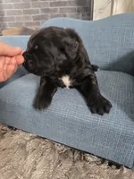 BALOO, a male Newfoundland for sale in Tilton, IL – Photo 4 of 10