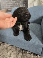 BALOO, a male Newfoundland for sale in Tilton, IL – Photo 6 of 10