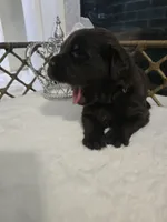 Kyra, a female Newfoundland for sale in Tilton, IL – 3 of 10